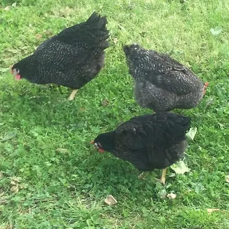 45m2 Avec Terrasse, 2 à 3 Pers, à Richemont *